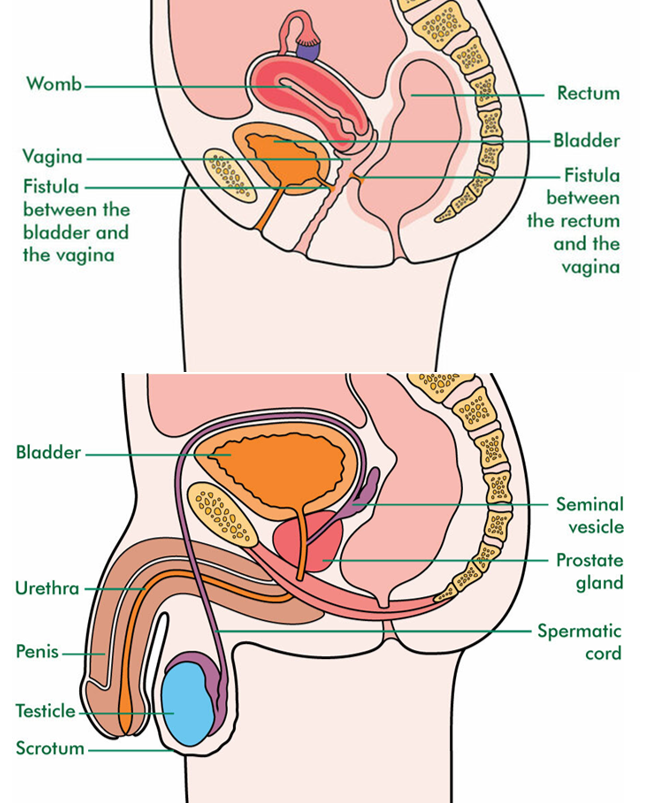 Prostatitis tünetei nhs