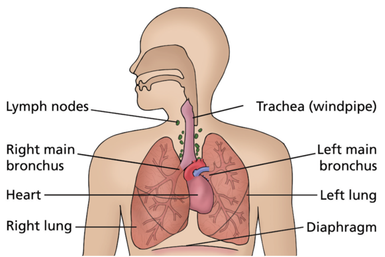 diagram showing anatomy of the lungs