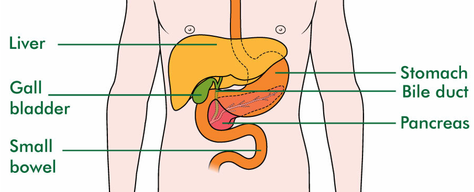 Diagram locating key internal body parts