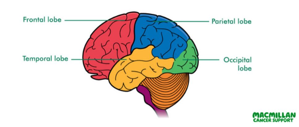 diagram labeling the four main parts of the brain