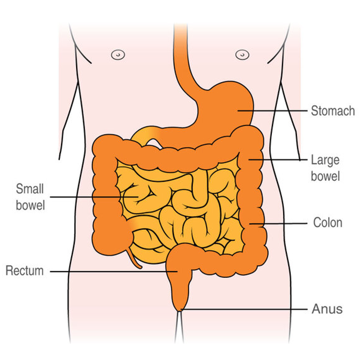 diagram displaying key internal body parts