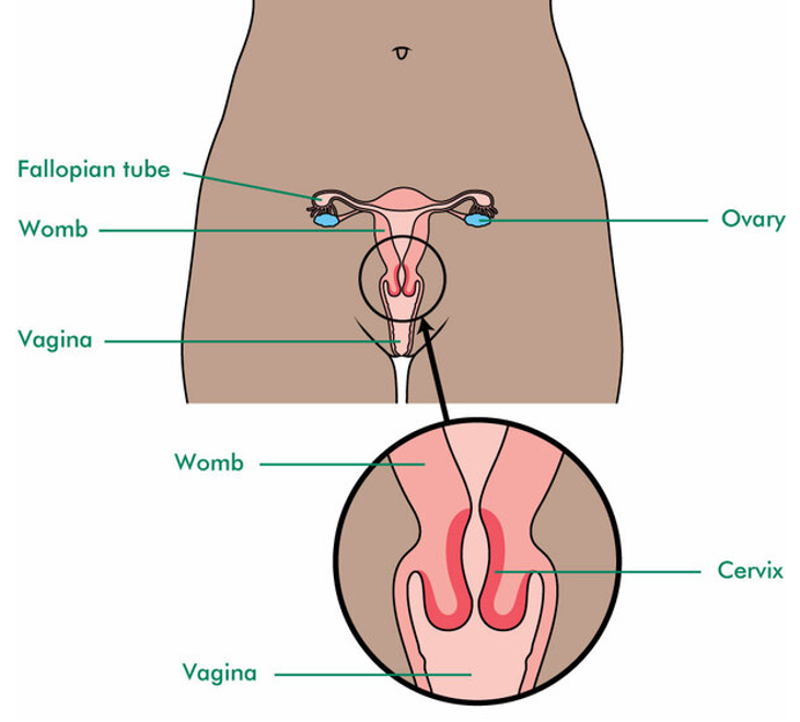 diagram displaying parts of female anatomy