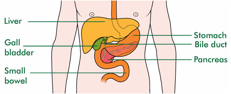 diagram showing key internal body parts