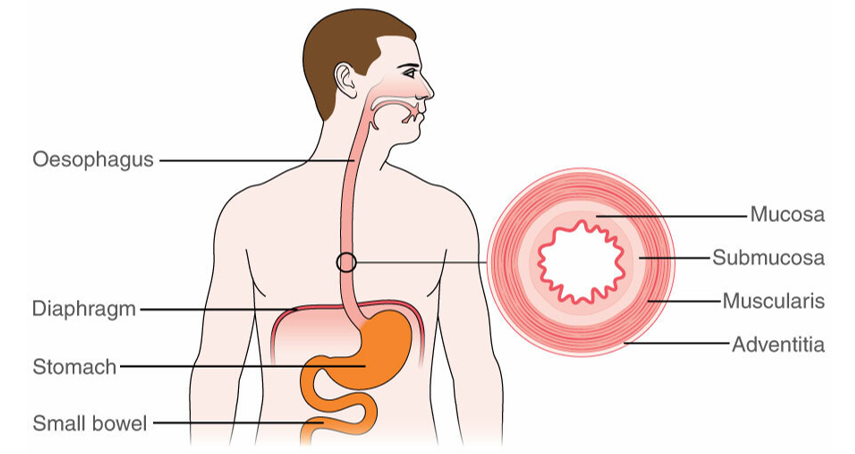 diagram showing key internal body parts