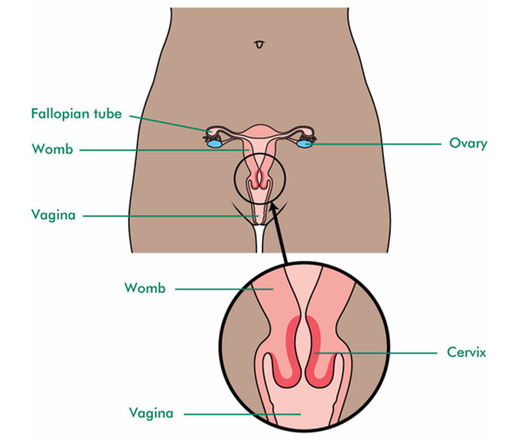 diagram labeling key parts of female internal anatomy