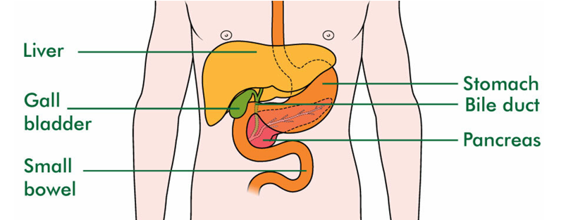 diagram labeling key internal parts of the body