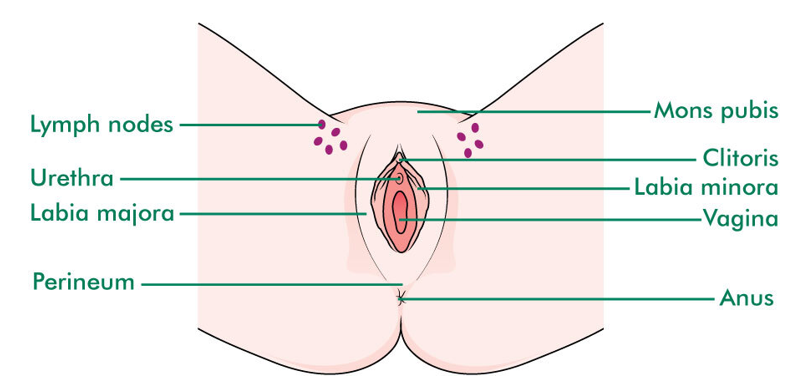 diagram displaying key parts of the female anatomy